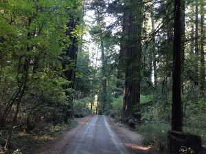Le séquoia national park